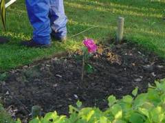 Avondvierdaagse in het Willy Dobbeplantsoen